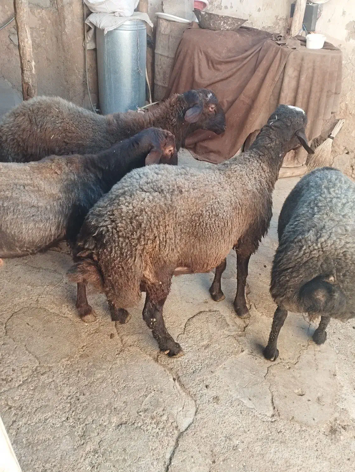 قوچ گله|حیوانات مزرعه|کلیائی, |دیوار