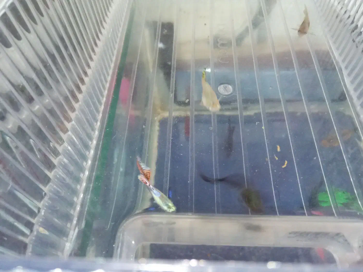 گوپی|ماهی|چهاردانگه (تهران), |دیوار