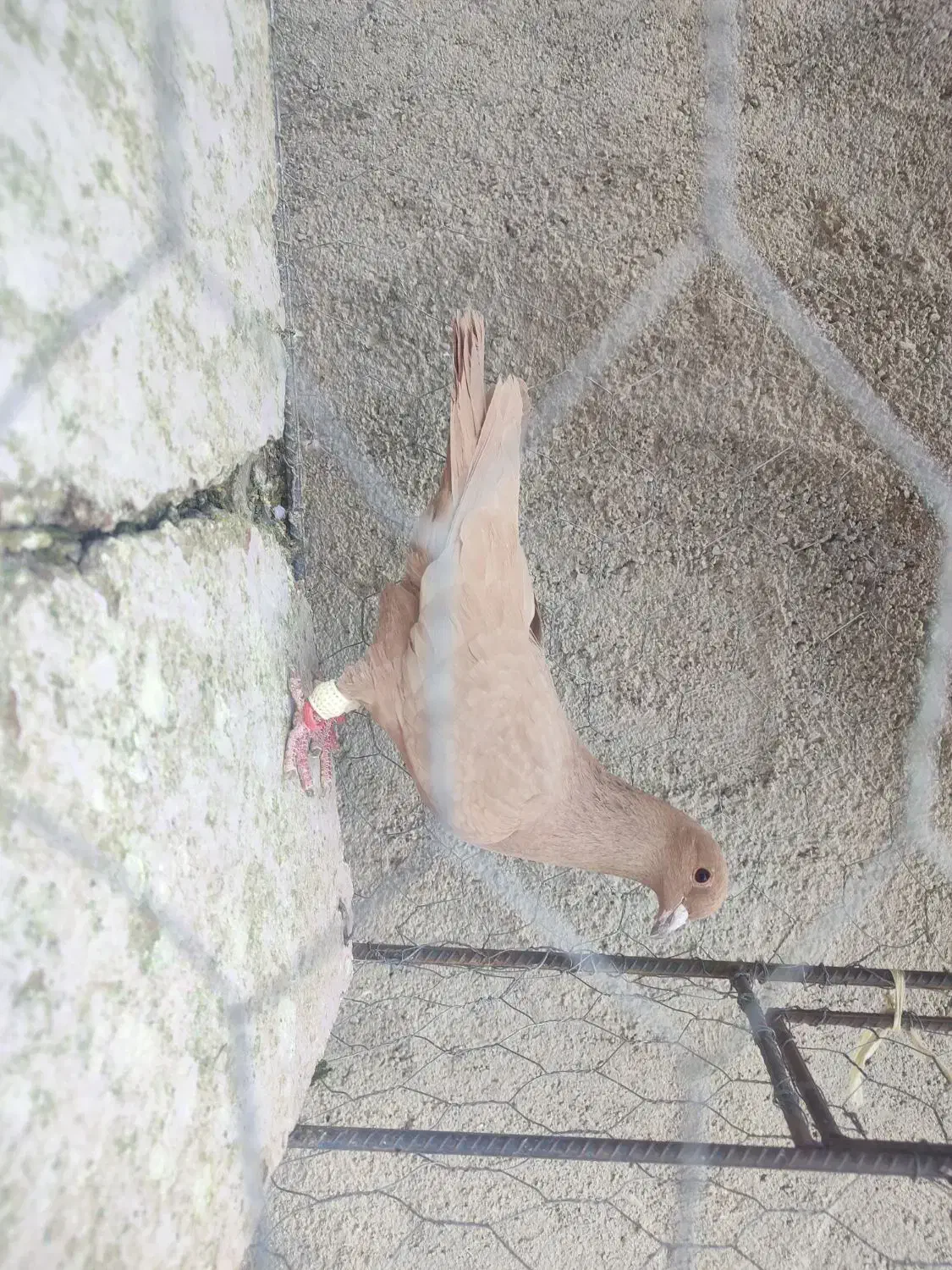 زرد کرمونی مصری کرمونی قره کرمونی|پرنده|مشهد, هفده شهریور|دیوار