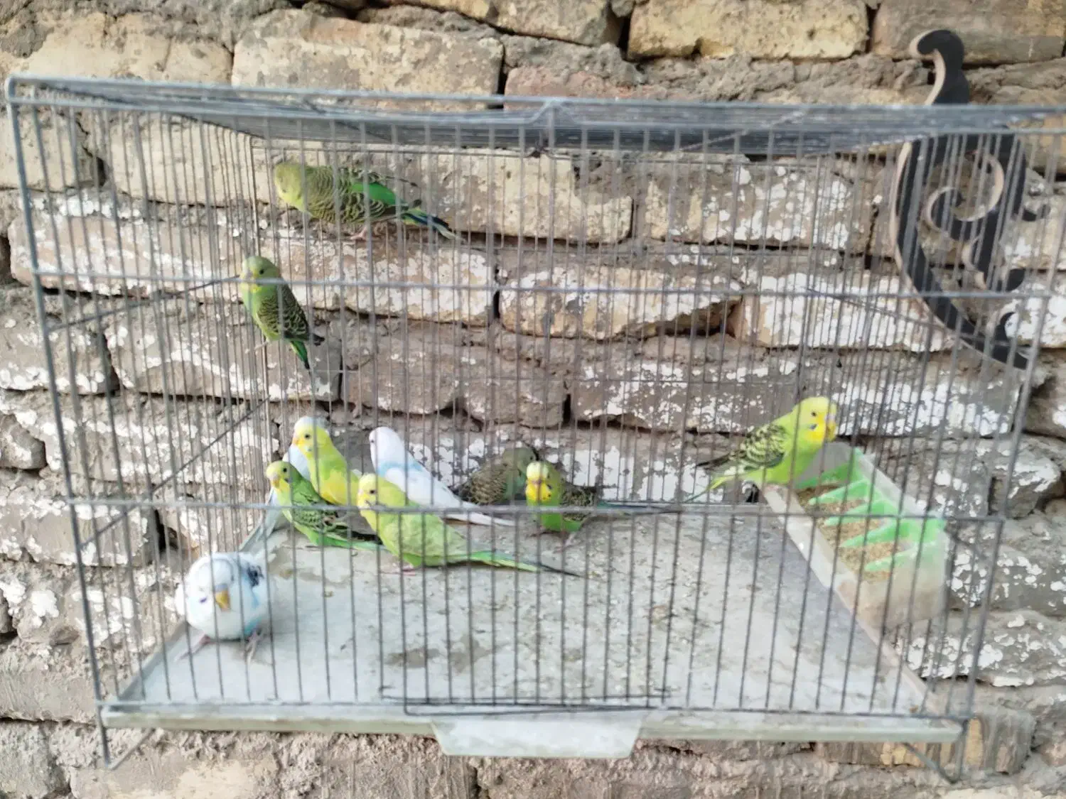 مرغ عشق خونگی|پرنده|اصفهان, ابر|دیوار