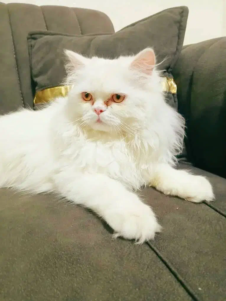 گربه پرشین|گربه|خمینی‌شهر, |دیوار