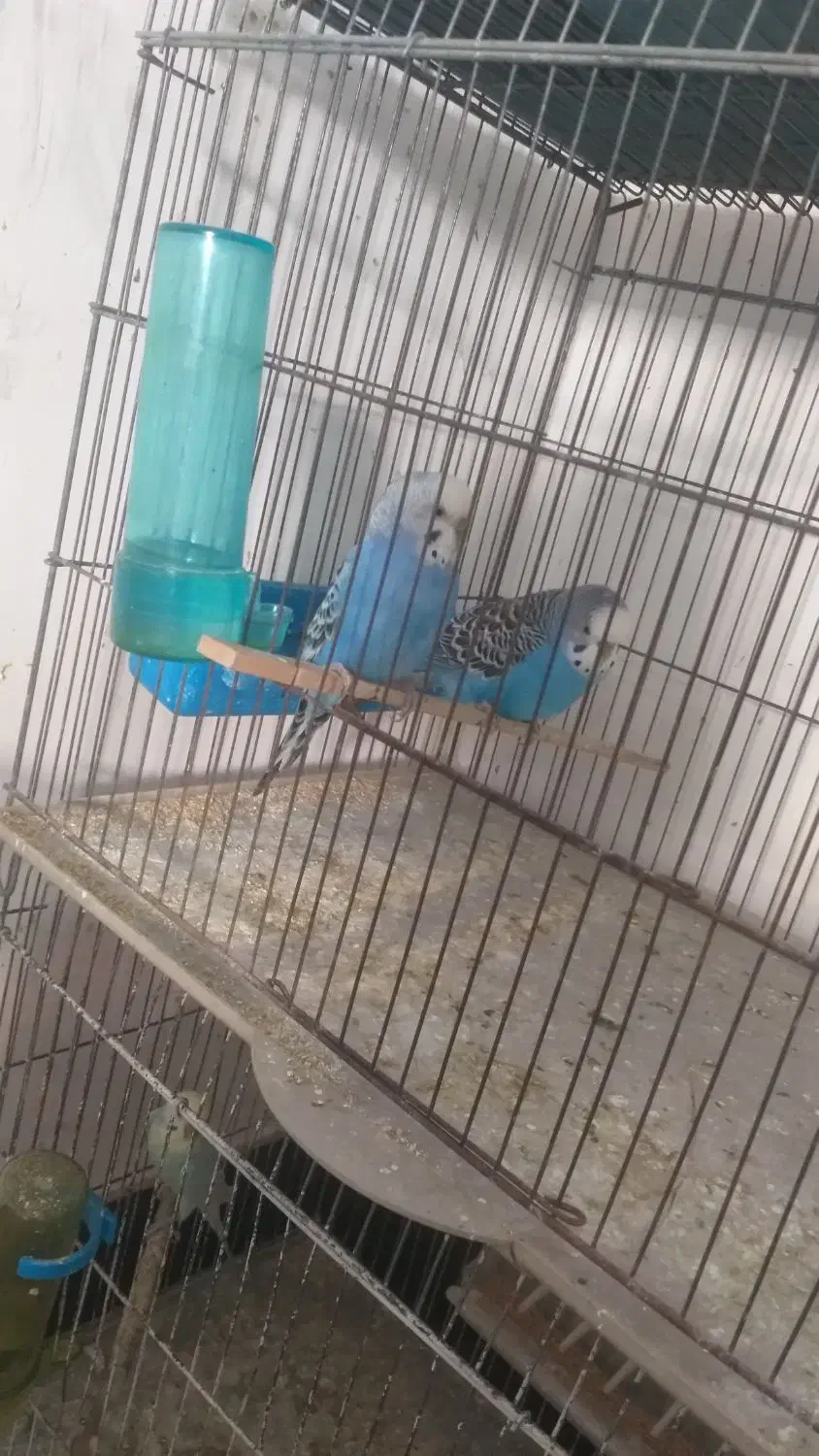 مرغ عشق|پرنده|قشم, |دیوار