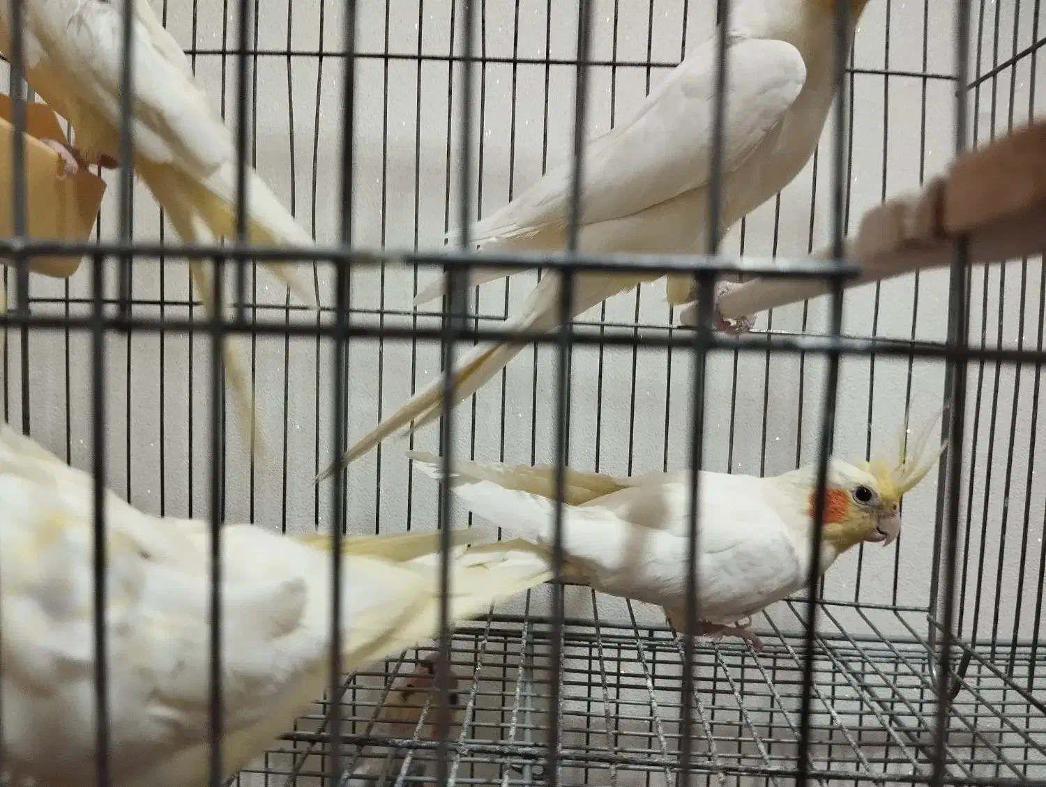 عروس لوتینو جفت|پرنده|تبریز, |دیوار