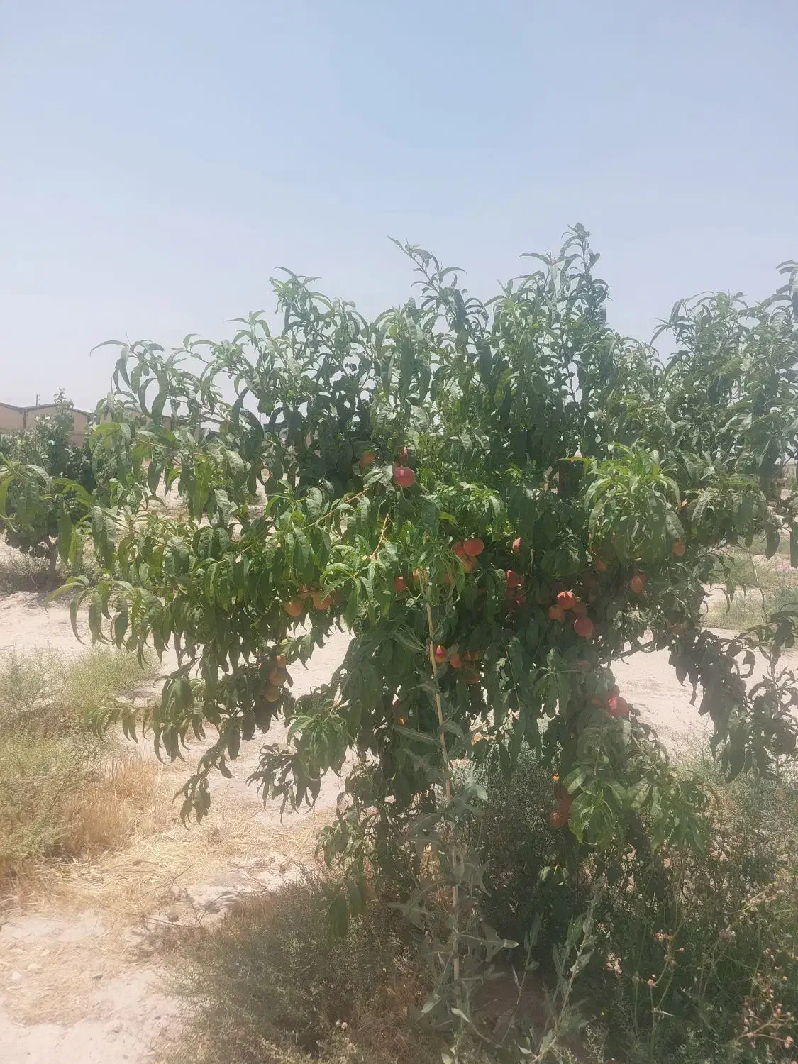 فروش درختان ۴ ساله  سیب هلو شلیل زردآلو گوجه سبز|گل و گیاه طبیعی|نسیم‌شهر, |دیوار