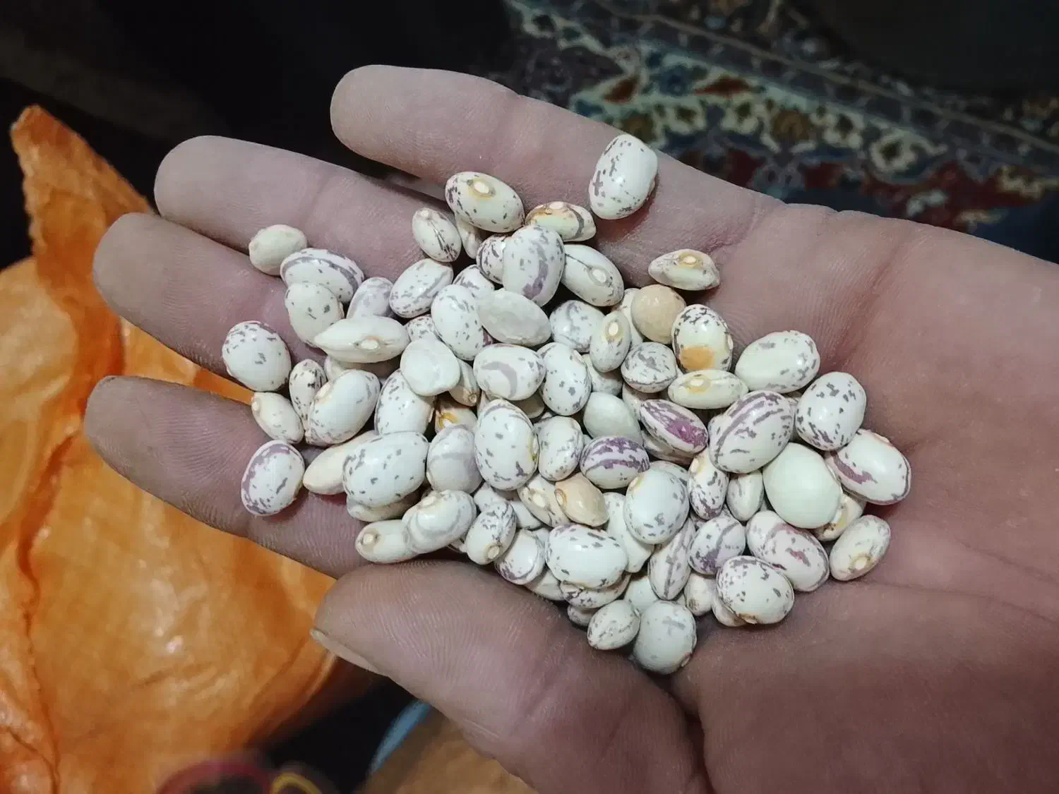 لوبیا چیتی|خوردنی و آشامیدنی|شاهین‌شهر, شهرک گلدیس|دیوار