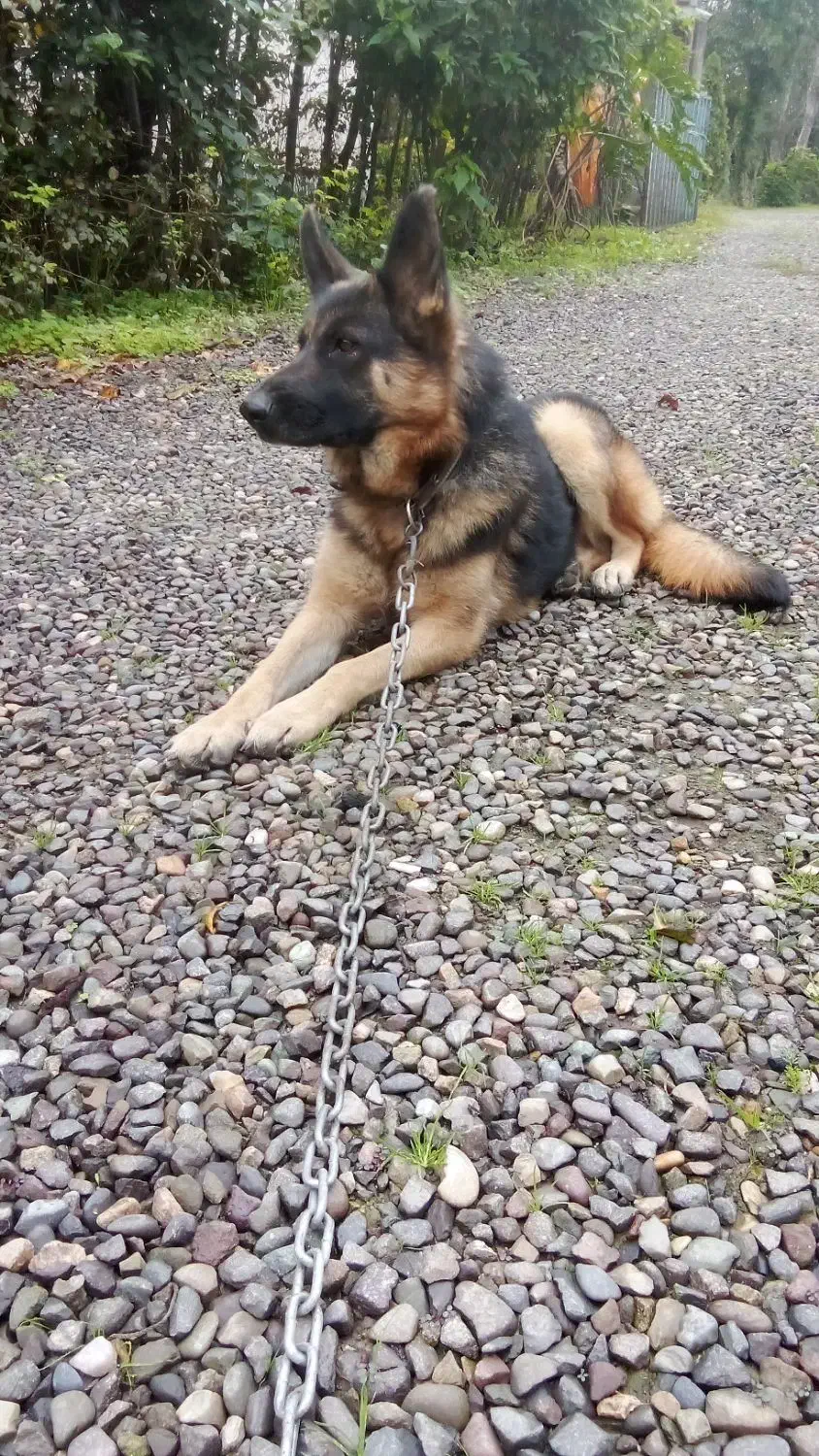 ژرمن ماده واگذاری|سگ|سنگر, |دیوار