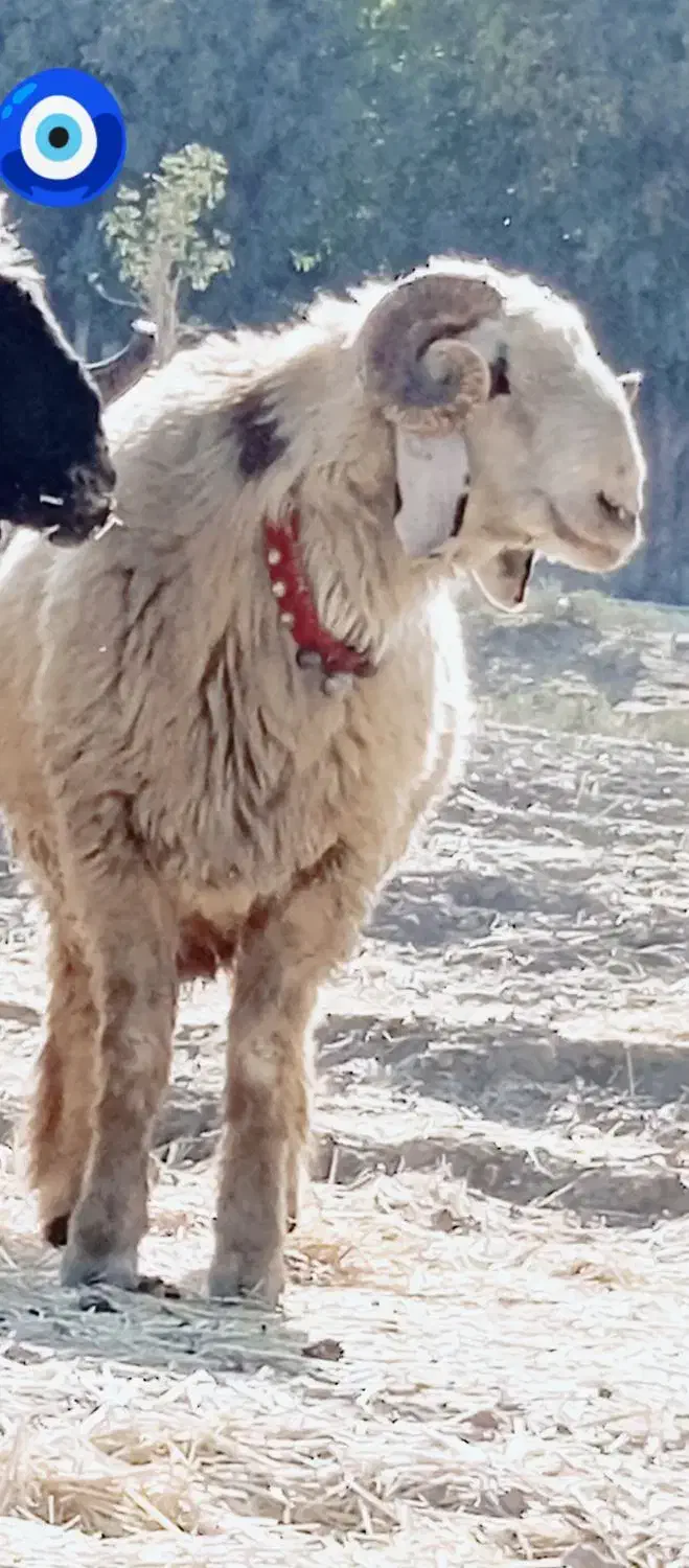 قوچ ترکی|حیوانات مزرعه|مرودشت, ده بید|دیوار