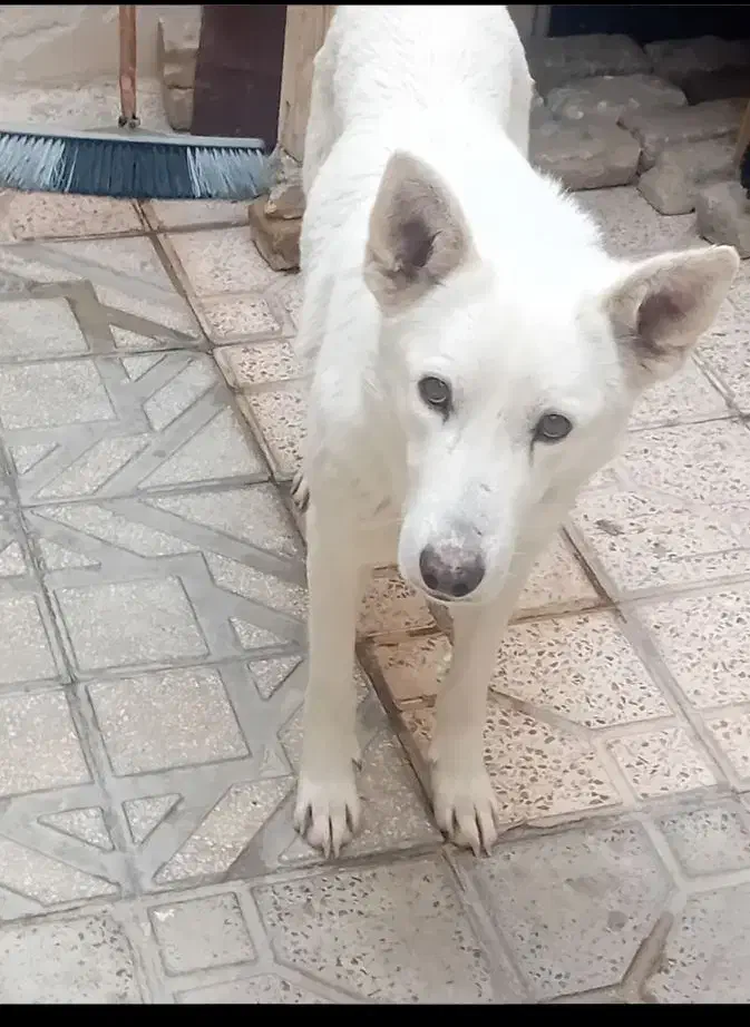 فروش سگ|سگ|محمدیه-قزوین, |دیوار