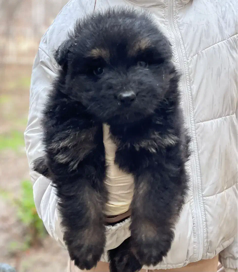 سگ ژرمن شو   لا. ین. کینگ 2016|سگ|محمدشهر, عباس آباد|دیوار