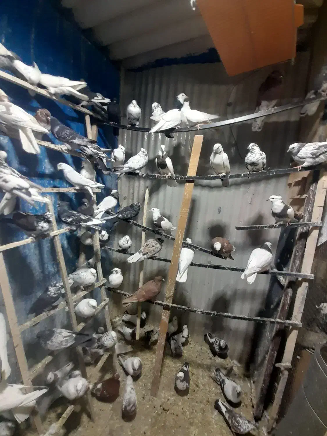 بار جدید کبوتر ۱۲۰ عدد|پرنده|ایلام, |دیوار