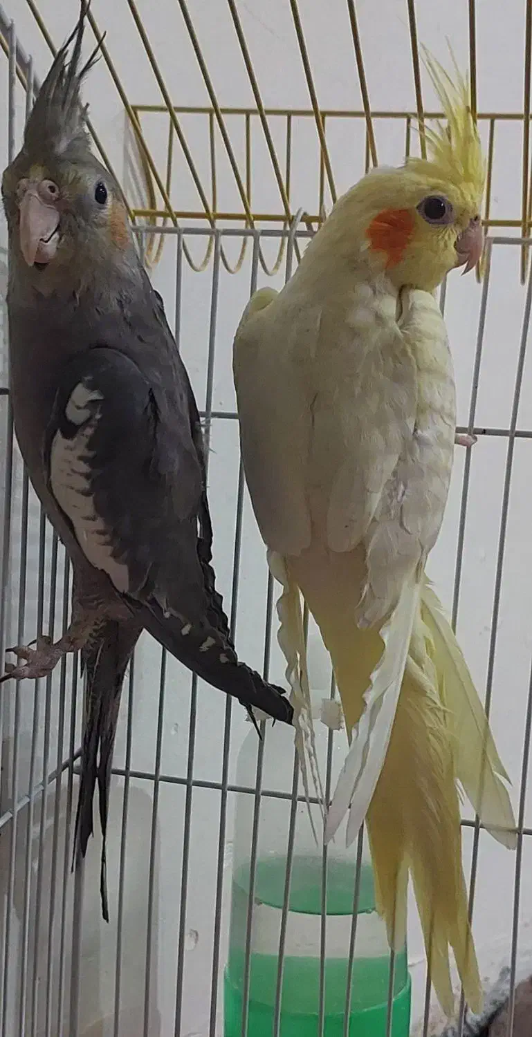 جوجه عروس هلندی بازیگوش|پرنده|دهلران, |دیوار