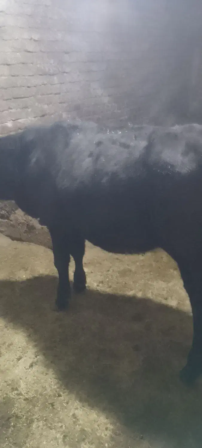 دو راس گوساله سمینتال|حیوانات مزرعه|سنندج, |دیوار