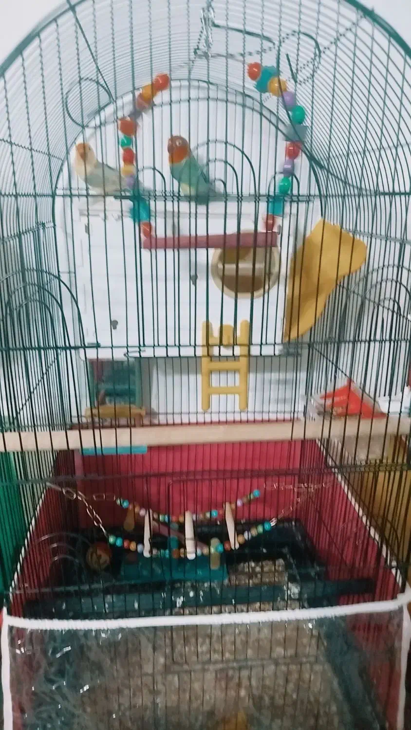 عروس کوتوله مرغ عشق فنچ با لوازم|پرنده|مشهد, طرق|دیوار