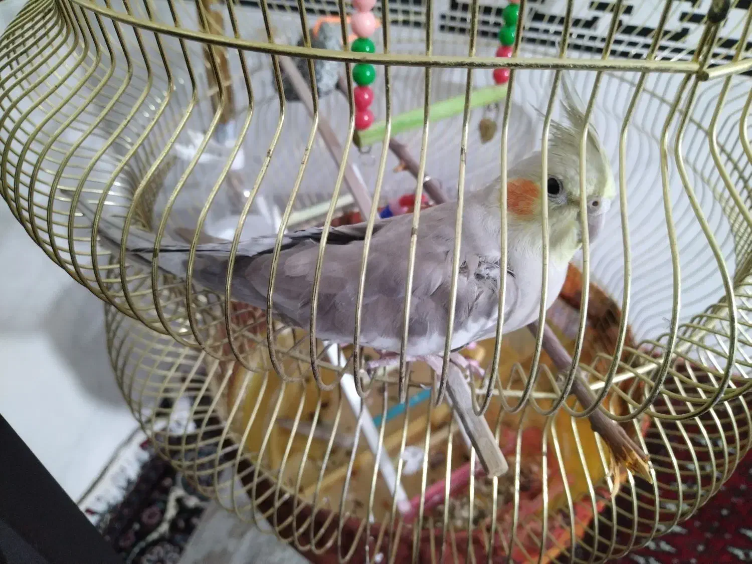 معاوضه عروس هلندی با سهره|پرنده|کرمانشاه, |دیوار