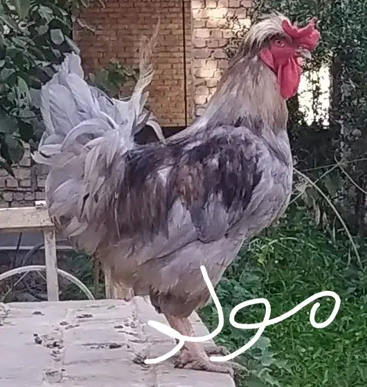 خروس طوسی (بلو) نژاد آیسبار زینتی، برهما|حیوانات مزرعه|تهران, طرشت|دیوار