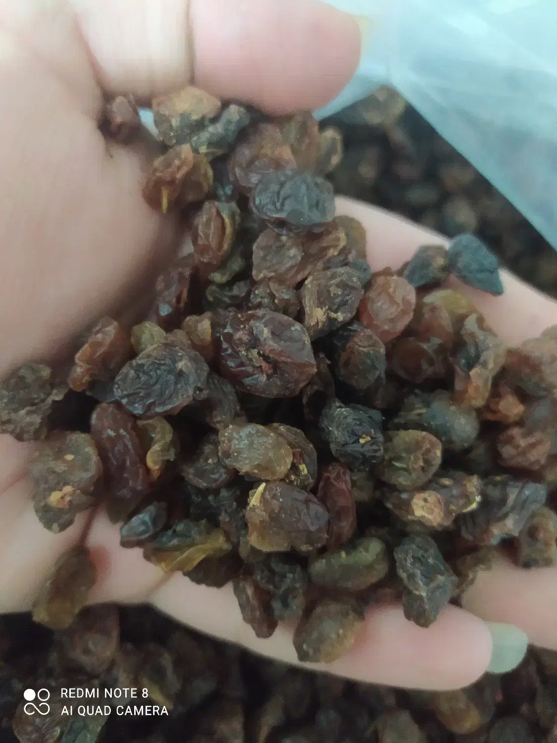 بار خوشک|عمده‌فروشی|دلیجان, |دیوار