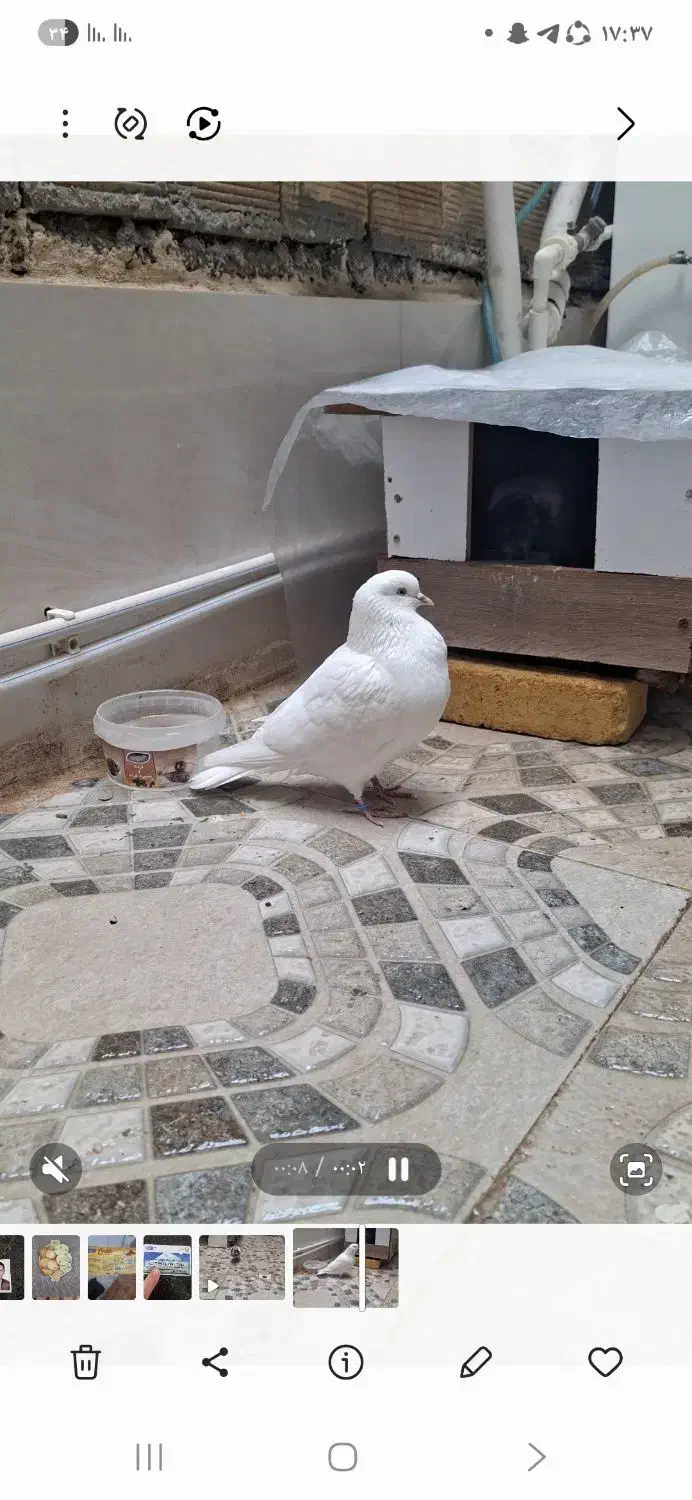 ۲ عدد کبوتر تهرانی پرشی|پرنده|جوانرود, |دیوار