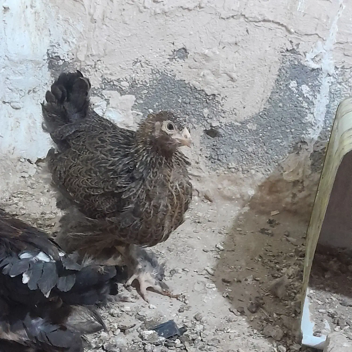 نیمچه و مرغ برهما پاتریچ و بلک|حیوانات مزرعه|تربت جام, جامی|دیوار