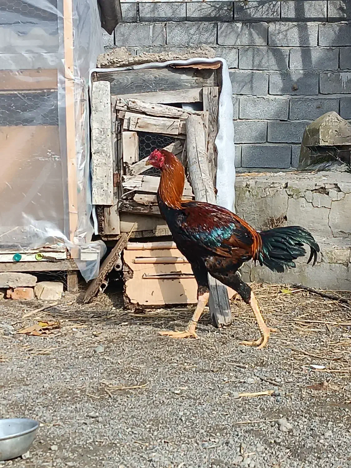 خروس لاری|حیوانات مزرعه|سیمین شهر, |دیوار