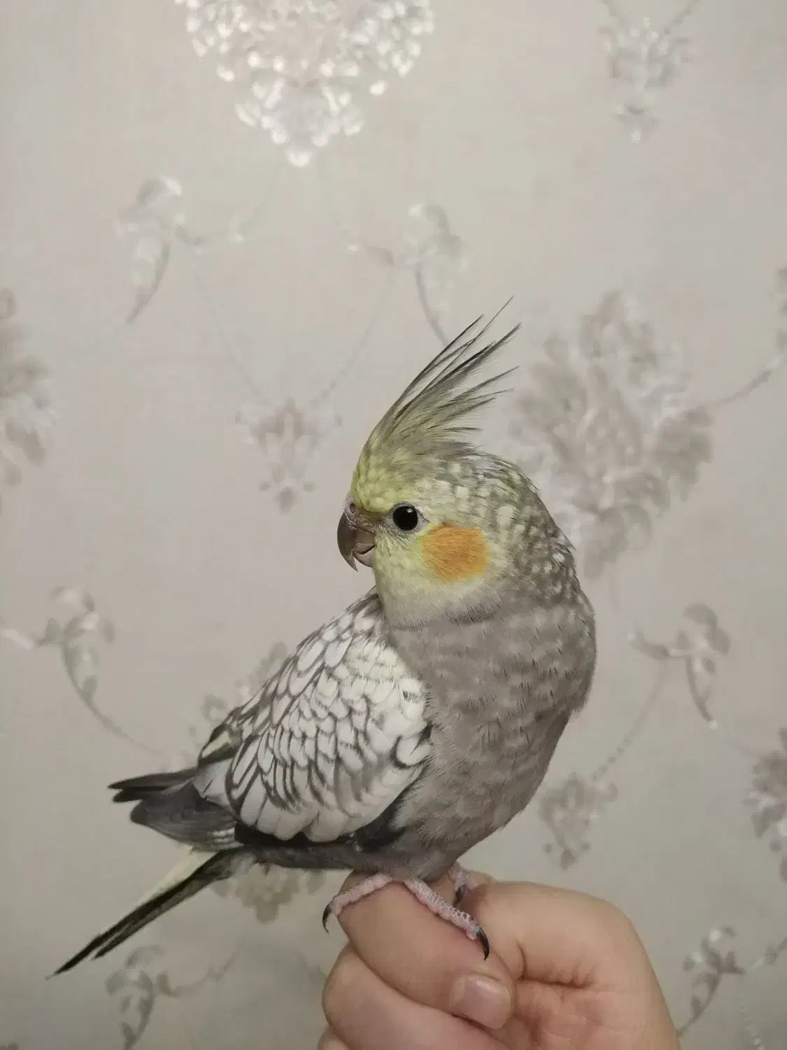 عروس هلندی ماده|پرنده|تبریز, |دیوار