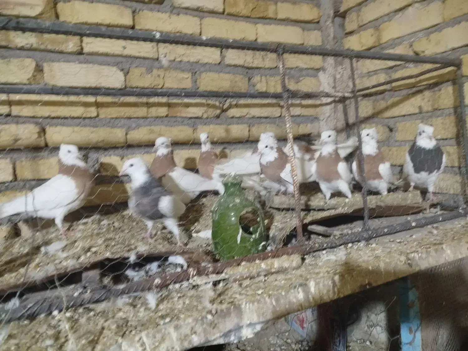 کبوتر طوقی|پرنده|شال, |دیوار