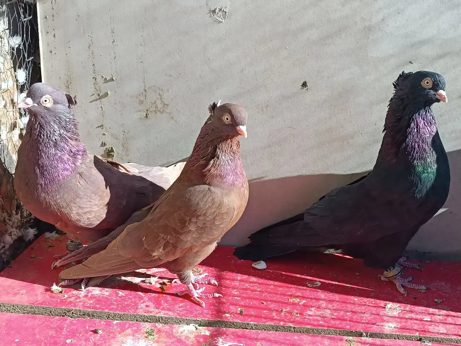 کبوتر سرخ زاغ|پرنده|زیباشهر, |دیوار