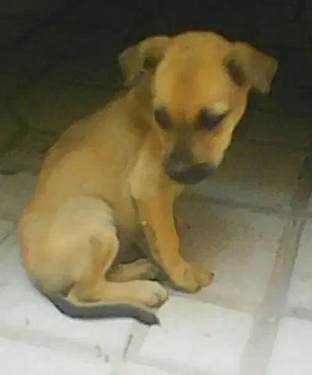 دوتوله سگ نژاد دار پیت بول|سگ|کرمانشاه, |دیوار