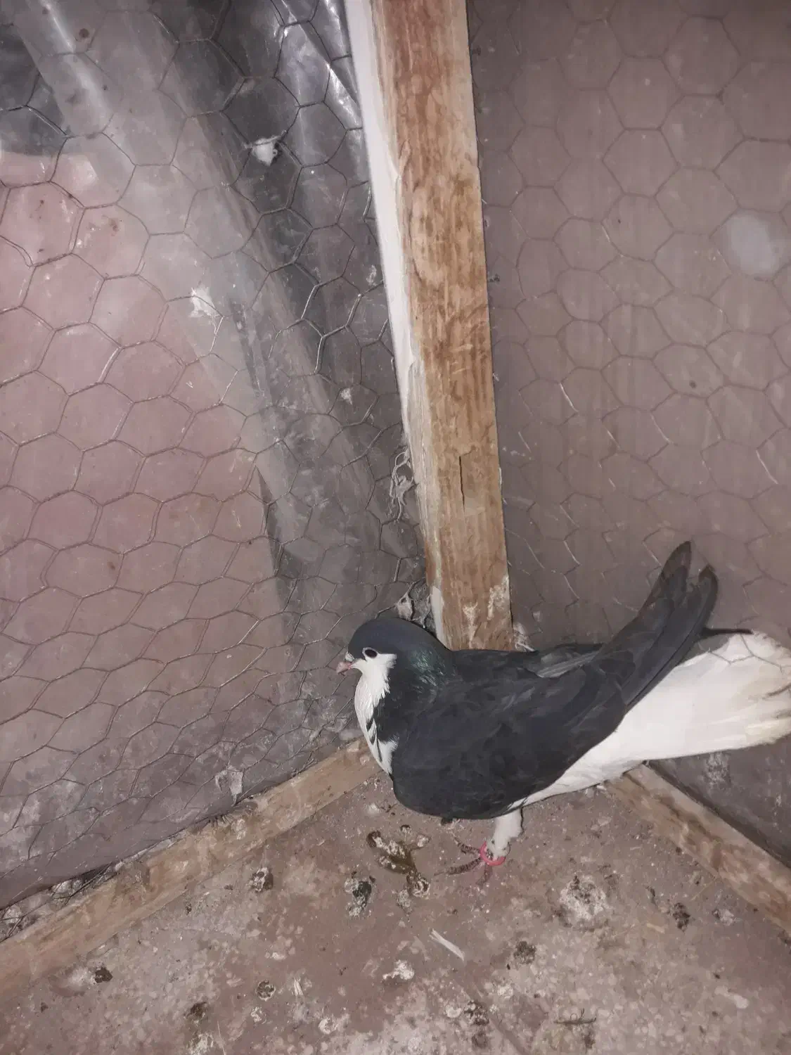 سبز پولکی . سده سیاه . سده افشون|پرنده|سبزوار, قصبه شرقی|دیوار