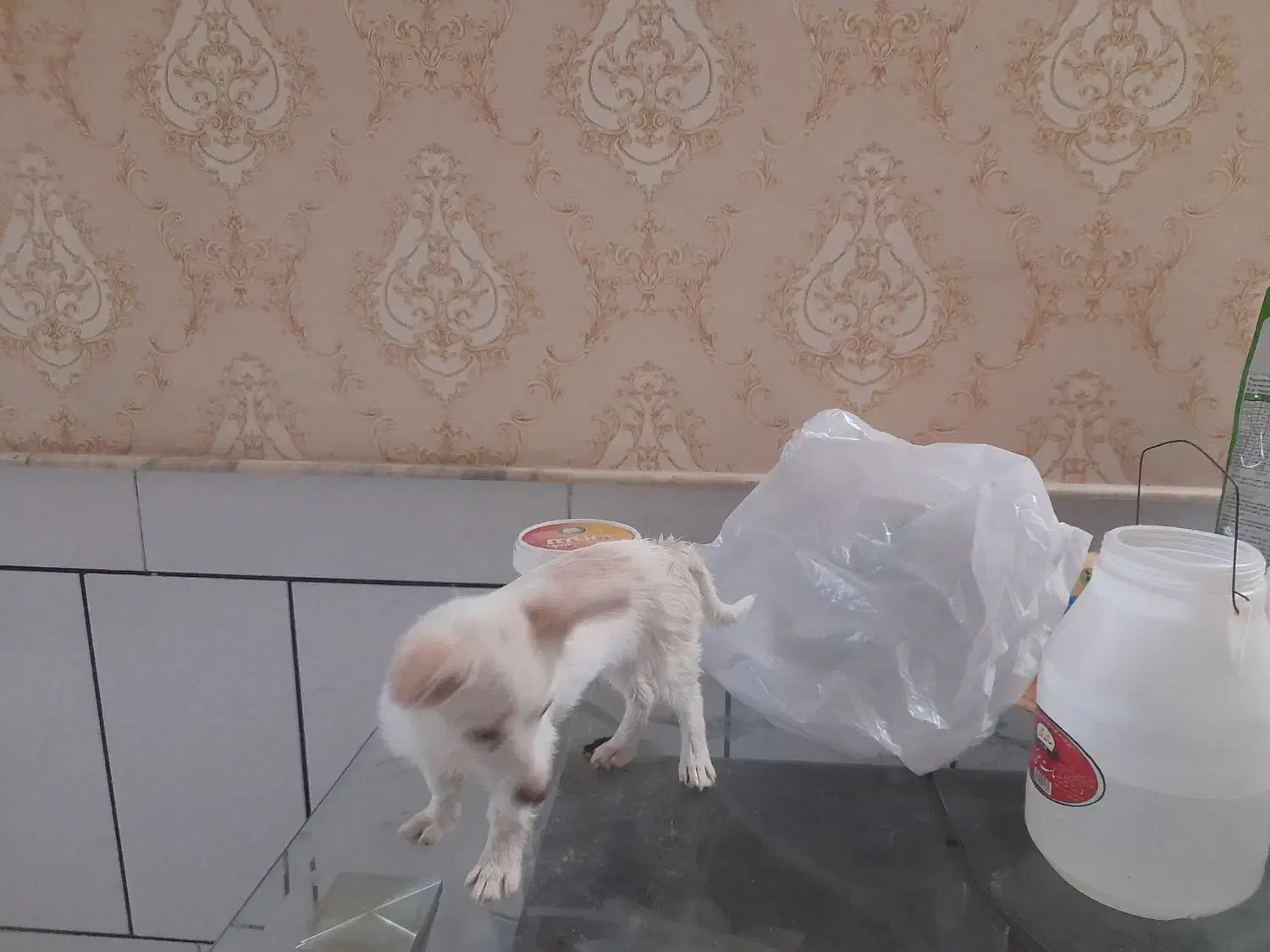 سگ اشپیتز|سگ|کاشان, ولیعصر|دیوار