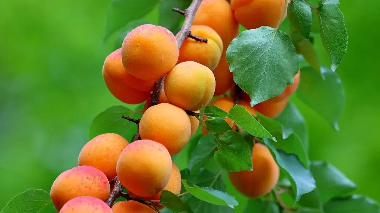 فروش نهال زردآلو تبرزه|خدمات باغبانی و درختکاری|قم, شاه احمد قاسم|دیوار