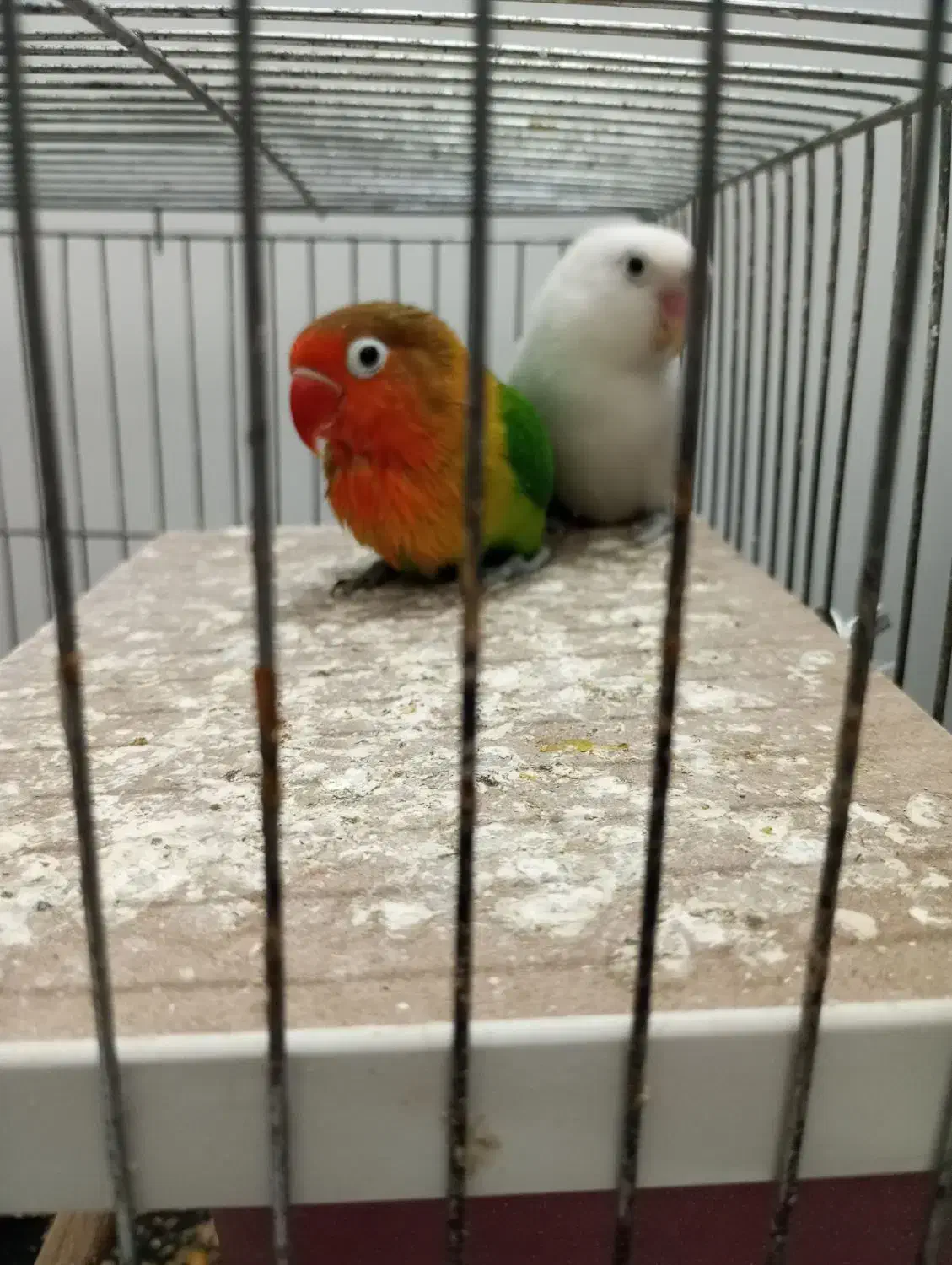 کوتوله برزیلی|پرنده|قم, نخودی|دیوار