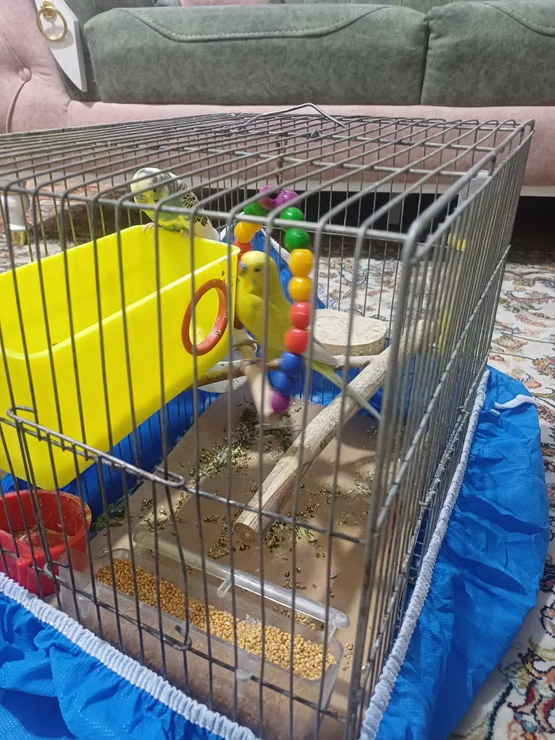 یک جفت مرغ عشق|پرنده|تهران, خرمشهر|دیوار