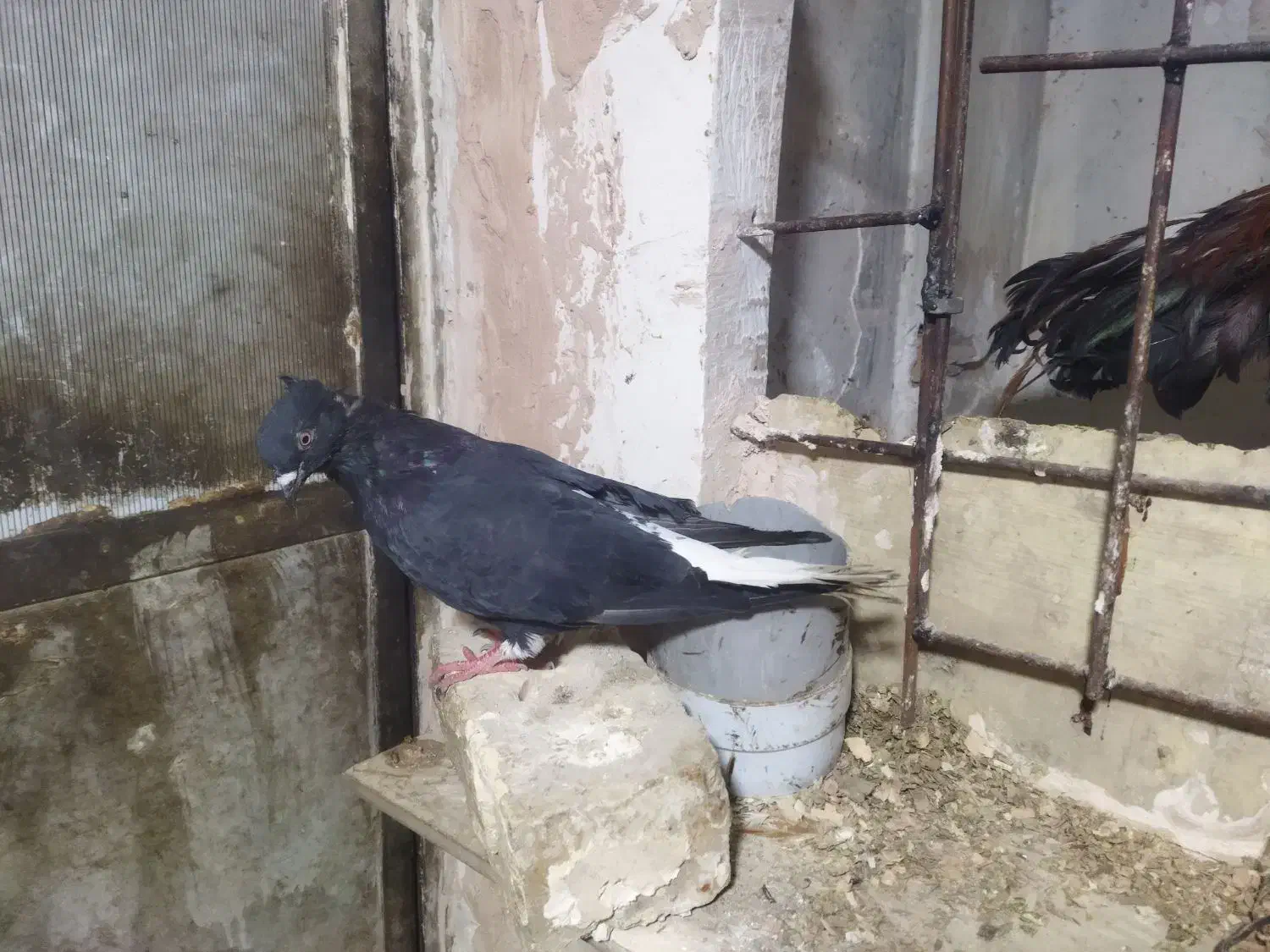 کفتر|حیوانات|مشهد, توس (بلوار توس)|دیوار