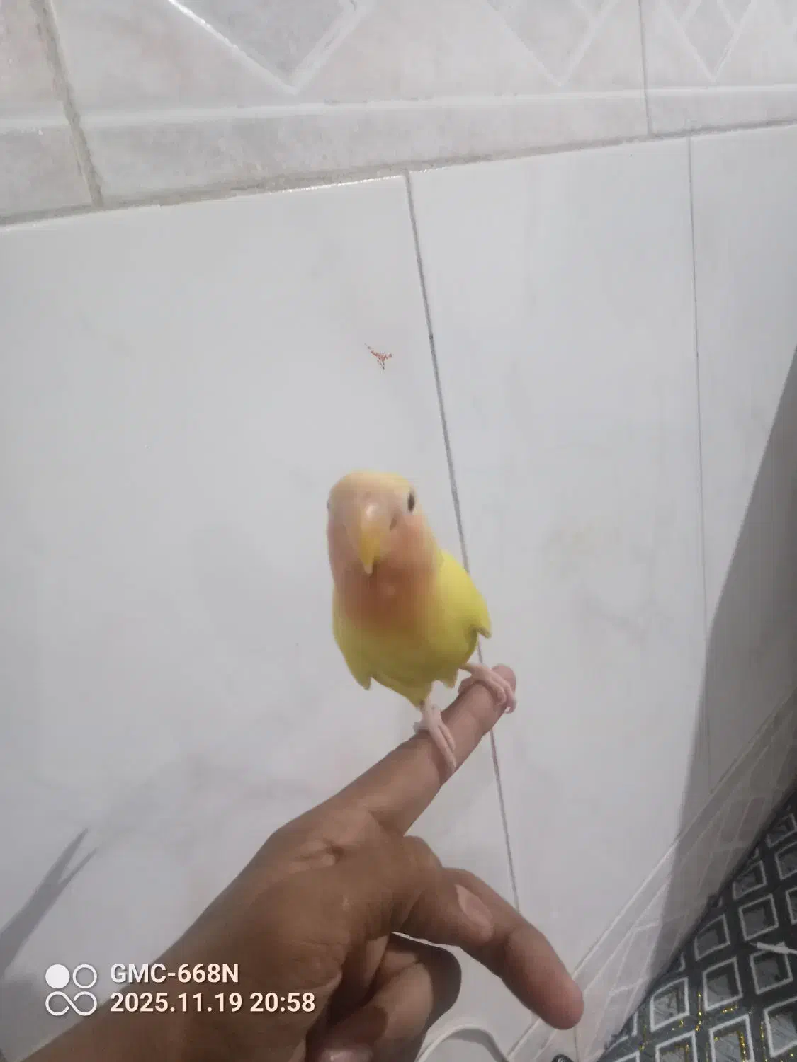 طوطی صورت هلویی|پرنده|فهرج, |دیوار