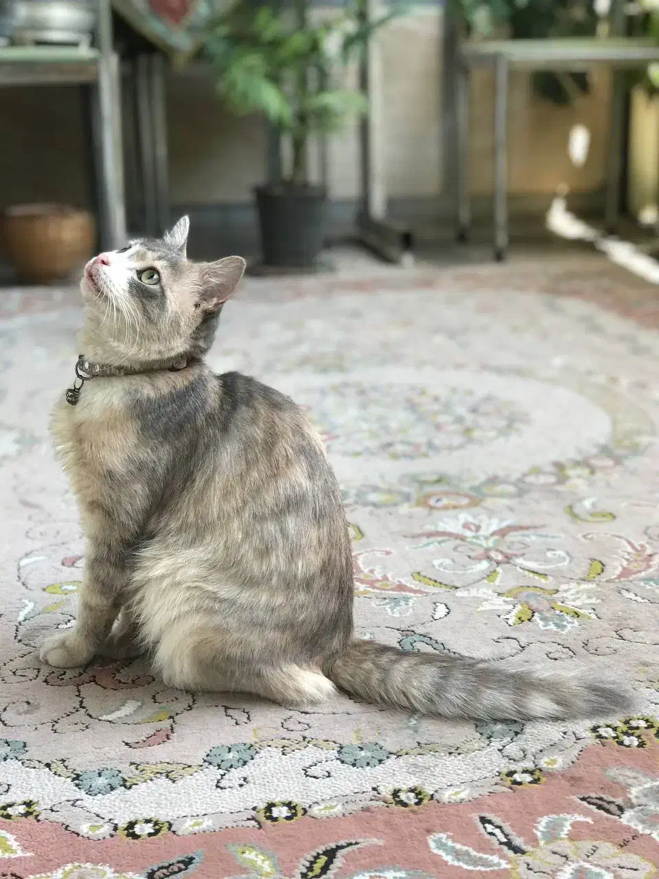 گربه ماده گمشده|حیوانات|رشت, خمیران زاهدان|دیوار