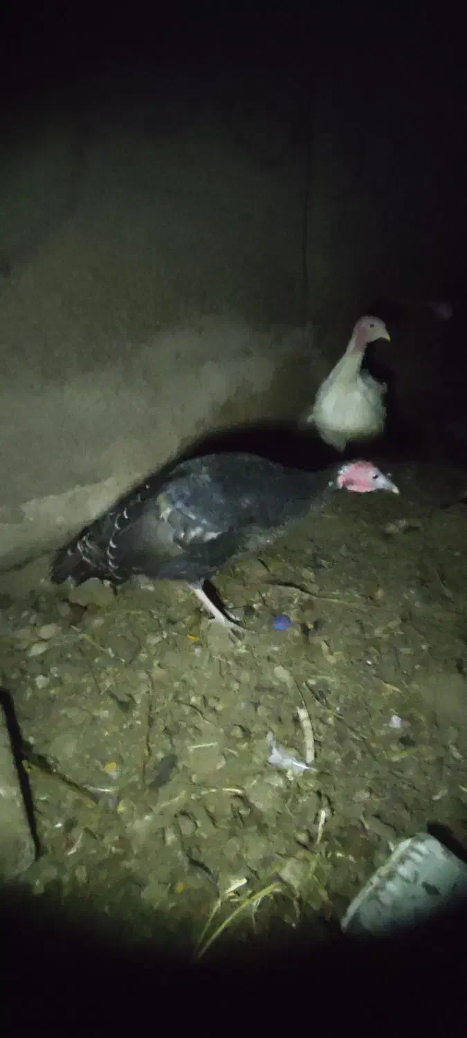 مرغ.محلی15عدرجه.یک|حیوانات مزرعه|رزن, |دیوار