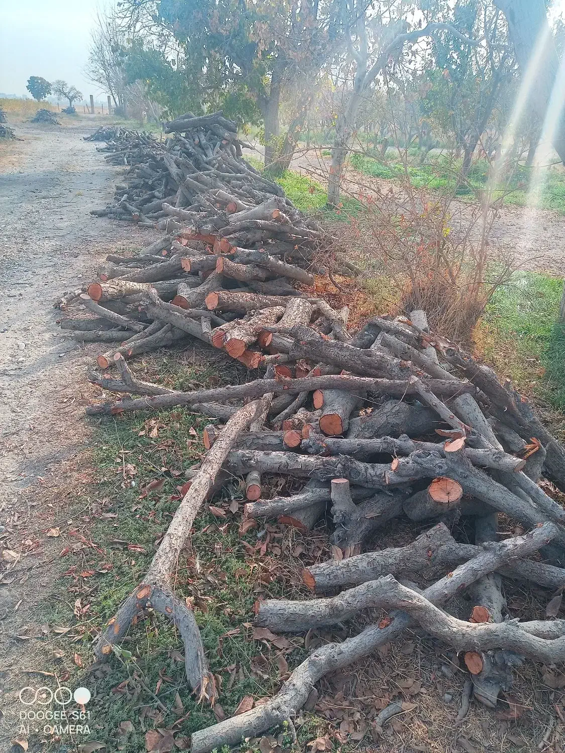 ۴۰ تن چوب خشک درخت آلو|خدمات باغبانی و درختکاری|چهاردانگه (تهران), |دیوار