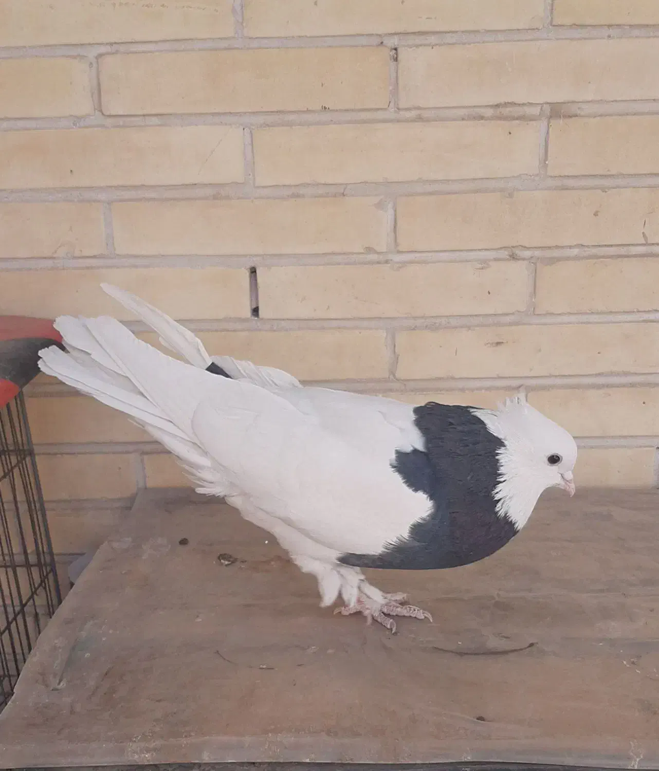 کفتر طوقی|پرنده|یزد, |دیوار