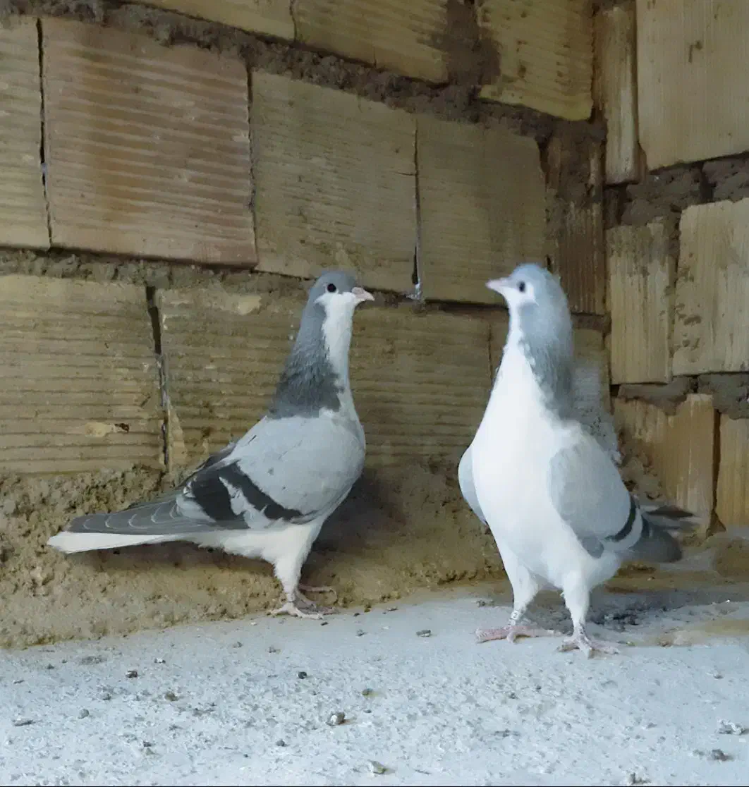 کبوتر خوشرنگ|پرنده|شهرضا, |دیوار