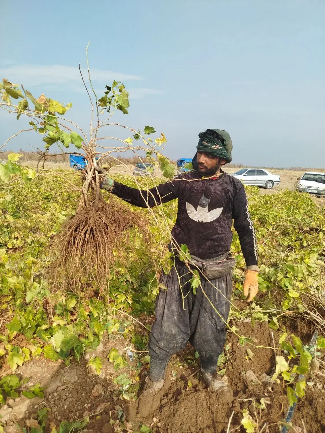 نهال انگور با ضمانت کتبی تسویه درب منزل|خدمات باغبانی و درختکاری|تاکستان, |دیوار