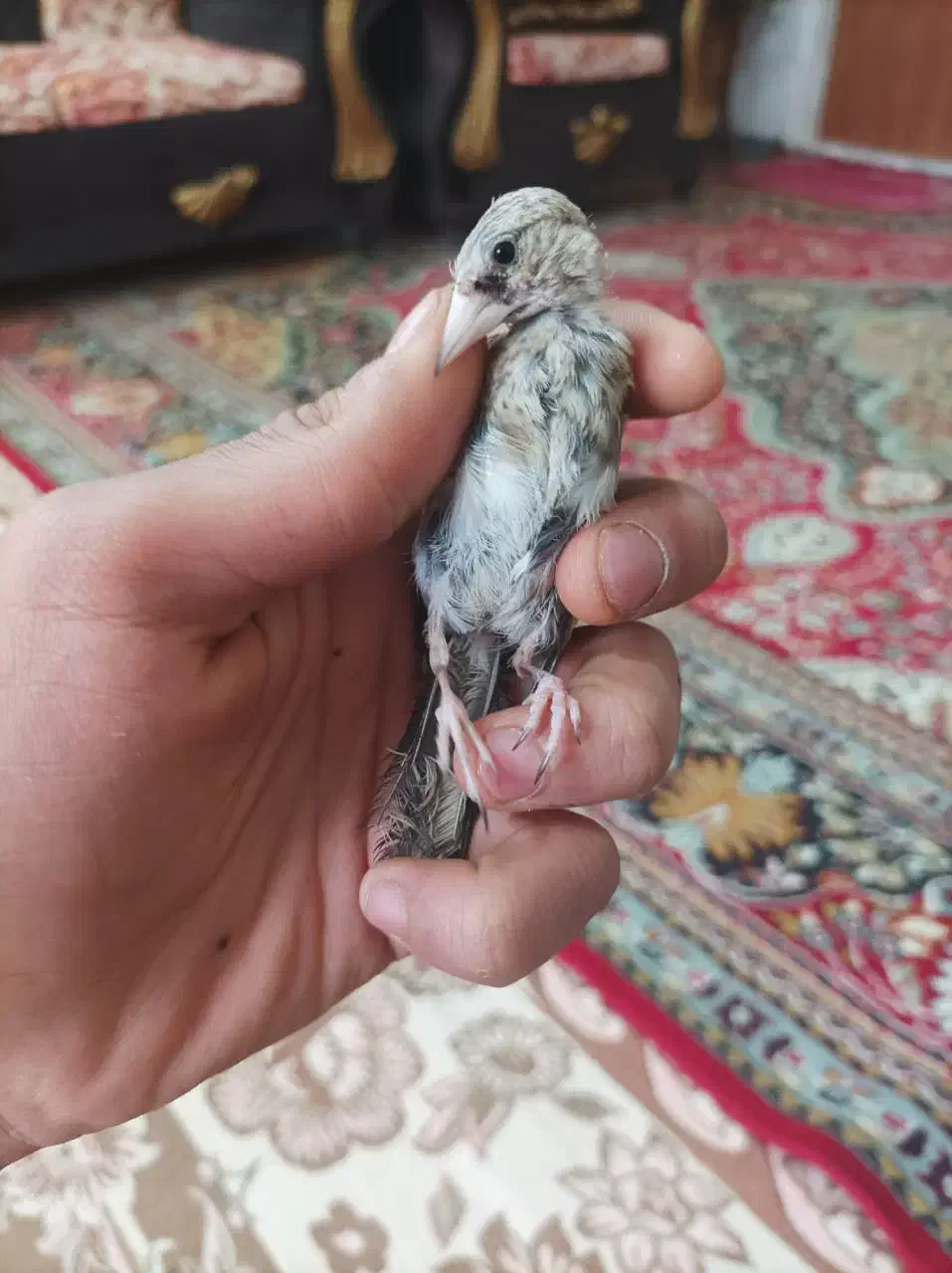 سهره تبریزی بخون همه نر هستن وروبه اتمامی از لکک|پرنده|شوشتر, |دیوار