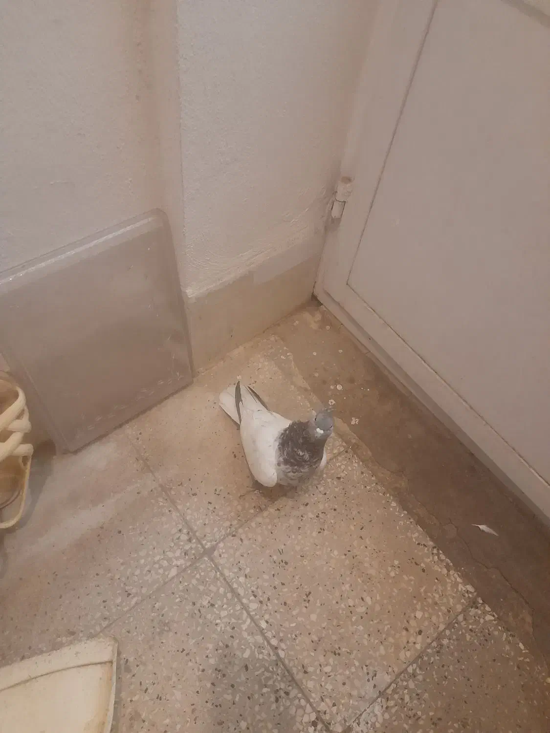 ماده کله سبز|پرنده|شیراز, درکی|دیوار