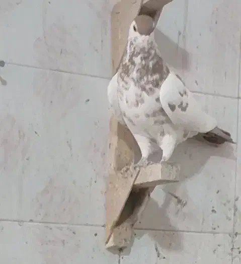 سه تا جفتی زرد وشامی روشن 6تاماده شهری کبوتر|پرنده|شیراز, هفت تنان|دیوار