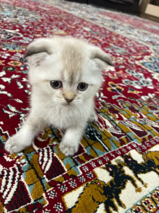 گربه سیلور اسکاتیش|گربه|شیراز, سعدیه شمالی|دیوار