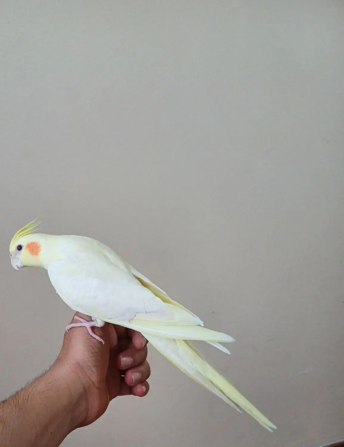 عروس هلندی نر|پرنده|پارسآباد, |دیوار