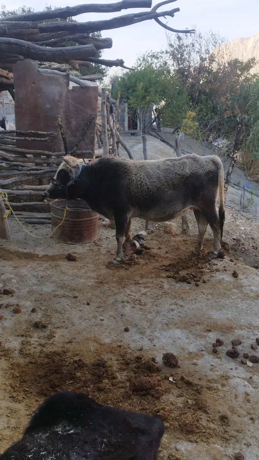 گاو آبستن|حیوانات مزرعه|مارگون, |دیوار