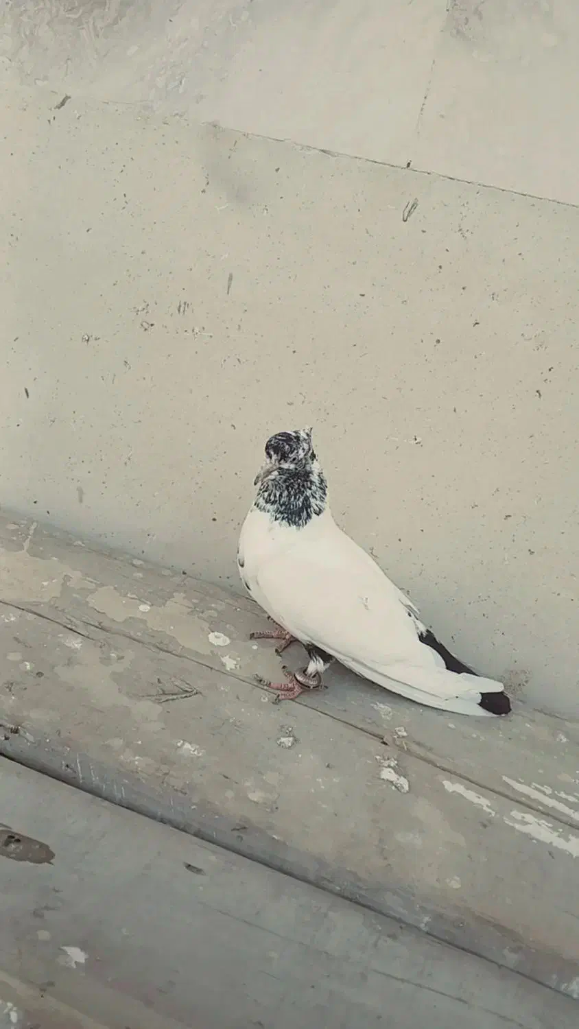 کفتر خوب واسه پرش یا جوجه گیری|پرنده|ایلخچی, |دیوار