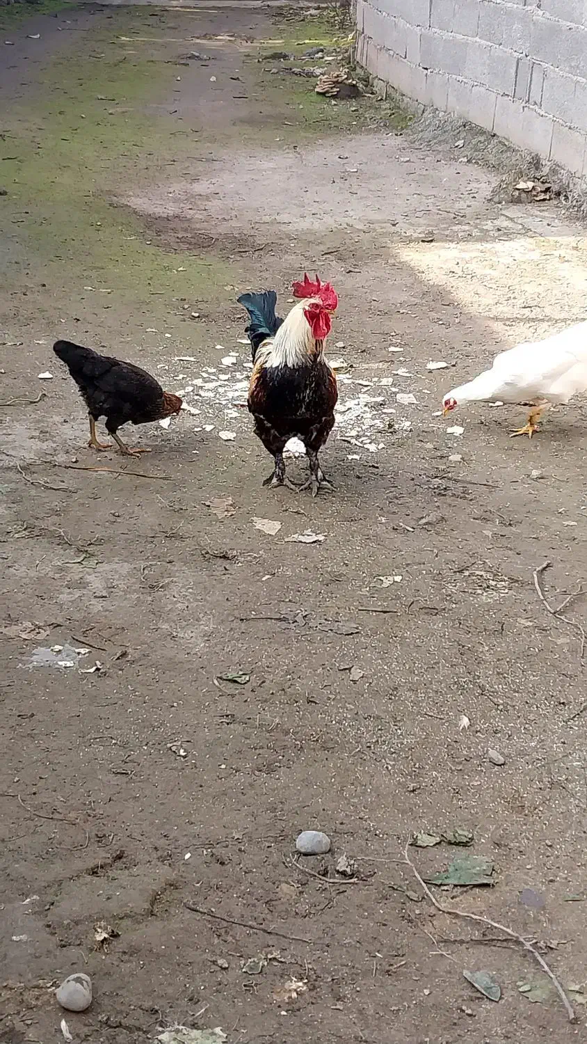 خروس پاپری|حیوانات مزرعه|کوچصفهان, |دیوار