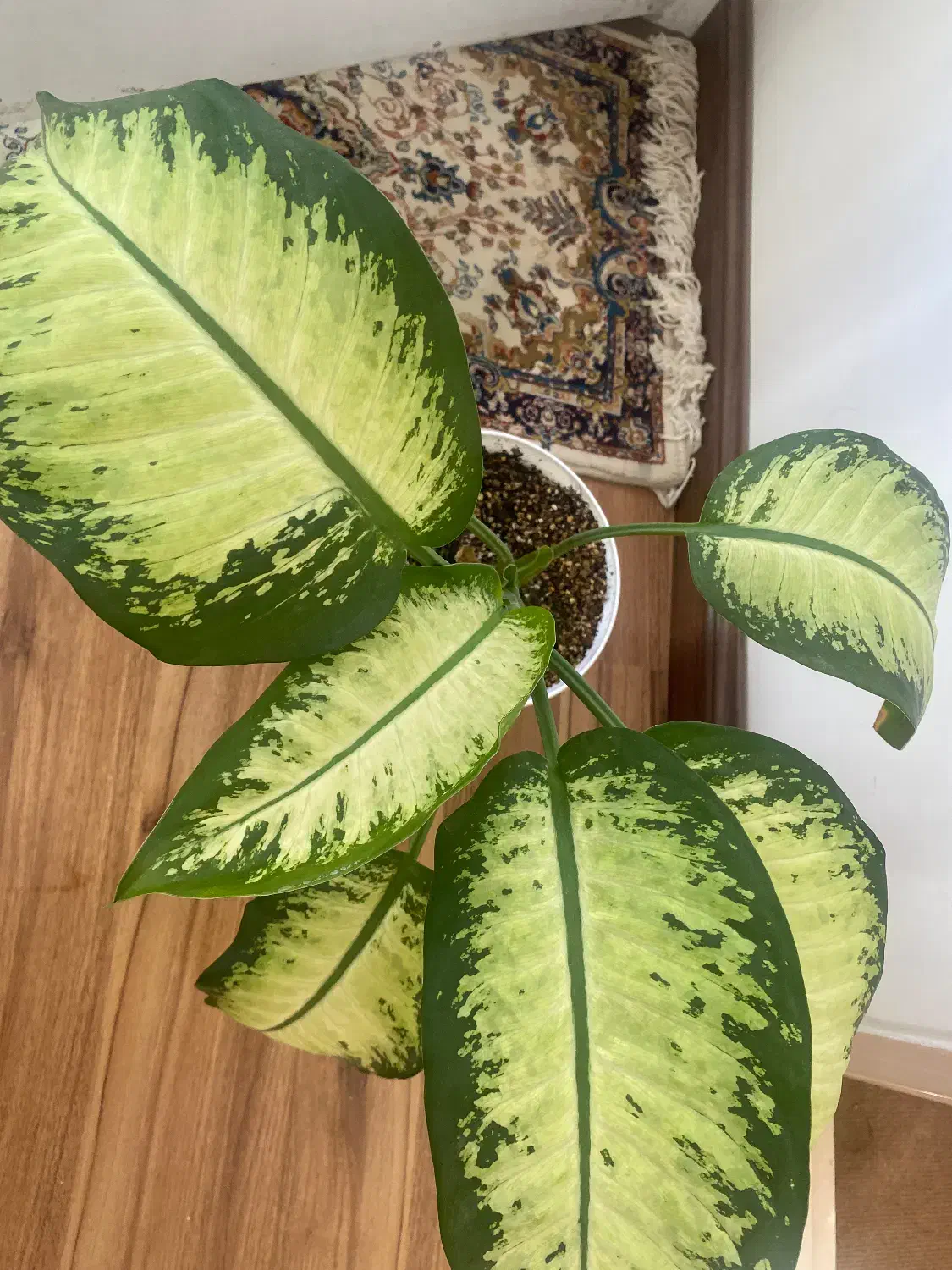 گل آپارتمانی دیفن باخیا|گل و گیاه طبیعی|زنجان, |دیوار