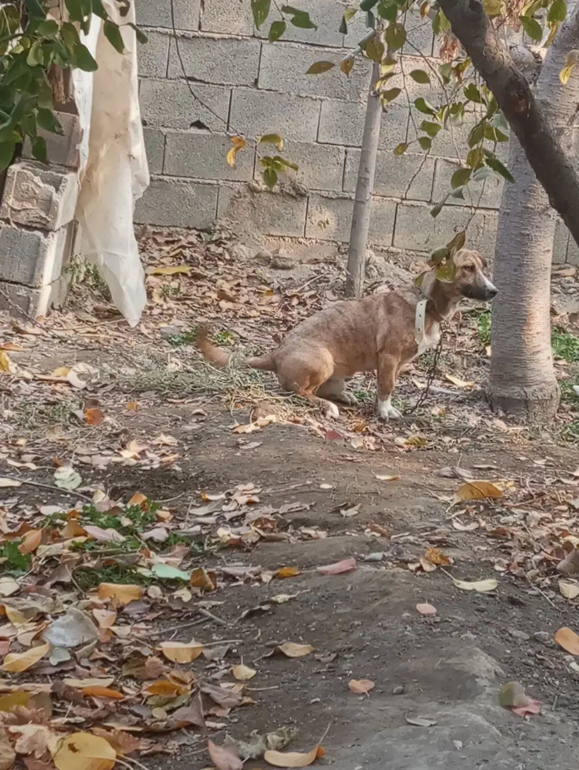 سگ نر و ماده|سگ|چناران, |دیوار